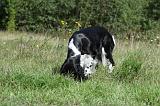 SPRINGER SPANIEL 026